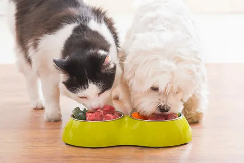 Pet Feeding Bowls & Accessories