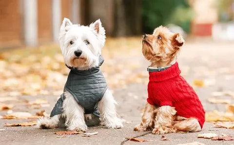 Pet Clothing & Fashion Accessories
