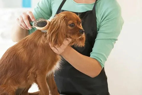 Pet Grooming Essentials & Supplies